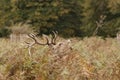 Close-up view of a European fallow deer raising its head out of the lush Royalty Free Stock Photo