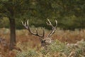 Close-up view of a European fallow deer raising its head out of the lush Royalty Free Stock Photo