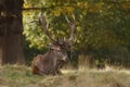 Close-up view of a European fallow deer resting on the grass under the tree Royalty Free Stock Photo