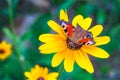 European peacock butterfly on a yellow chamomile flower on a background of green garden in blur shallow depth