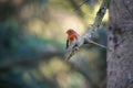 Close-up view of a European robin perching on the branch of a tree Royalty Free Stock Photo