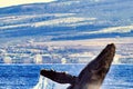 Extreme close-up of a breaching humpback whale. Royalty Free Stock Photo