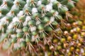 Close up view of exotic desert cactus plant Royalty Free Stock Photo