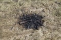 Close up view of the extinct bonfire in a dry grass, abandoned after a picnic or camp