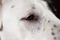 Close-up view at an eye of Central Asian Shepherd Dog Royalty Free Stock Photo