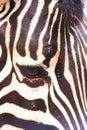 Close up view. The eye of Zebra with black and white striped pattern fur Royalty Free Stock Photo