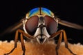 Close up view of the eyes of a horsefly