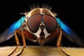 Close up view of the eyes of a horsefly