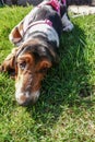 Close up view of the face of a Basset Hound dog lying on the green grass. Royalty Free Stock Photo