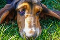 Close up view of the face of a Basset Hound dog lying on the green grass.