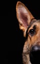 Close-up of a face black german shepherd in profile on black background Royalty Free Stock Photo