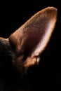 Close-up of a face black german shepherd in profile on black background Royalty Free Stock Photo