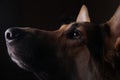 Close-up of a face black german shepherd in profile on black background Royalty Free Stock Photo