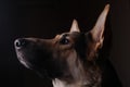 Close-up of a face black german shepherd in profile on black background Royalty Free Stock Photo