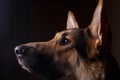 Close-up of a face black german shepherd in profile on black background Royalty Free Stock Photo