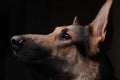 Close-up of a face black german shepherd in profile on black background Royalty Free Stock Photo