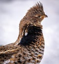 Close up view of the face of a male ruffed grouse (Bonasa umbellus) Royalty Free Stock Photo