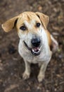 A close-up view of the face of a starving brown-and-white Thai dog sitting