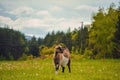 Close-up view of a fainting goat tied in a green meadow before the woods