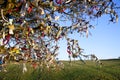 Close-up view of Fairy Tree at Hill of Tara, Ireland Royalty Free Stock Photo