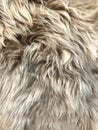 Close up view of fake, artificial, fluffy wool fur