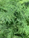 Close up view of fake, artificial pine leaf