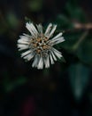 Close up view of a false daisy - bhringraj - flower