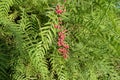 Schinus molle. California pepper tree. Royalty Free Stock Photo