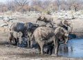 A close up view of a family of mud covered Elephants at a waterhole in the Etosha National Park in Namibia Royalty Free Stock Photo