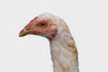 Close up view of farmed chicken in white background hd