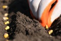 Close up view on farmer hand inprotective glove puts corn seed into the ground. Planting seeds in the ground. Sowing Royalty Free Stock Photo