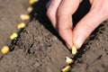 Close up view on farmer hand puts corn seed into the ground. Planting seeds in the ground. Sowing company or agriculture Royalty Free Stock Photo