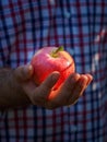 Close up view of farmer hands showing red apple. Farmers hands with freshly harvested red apples