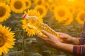 Close up view of a farmer`s hands while he is holding a sunflower oil bottle and standing in the middle of a golden sunflower Royalty Free Stock Photo