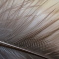 Highlights the feather s natural structure creating an abstract Royalty Free Stock Photo