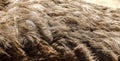 Close-up view of the feathers of an ostrich Royalty Free Stock Photo