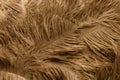 Close-up view of the feathers of an ostrich texture Royalty Free Stock Photo