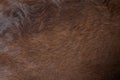 Close up view of the felted of shiny healthy dog dark brown hair of labrador dog curly fur Royalty Free Stock Photo