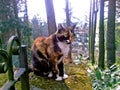 Close-up view of female cat, tricolor cat, sitting outdoors