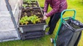 Close up view of female figure working with strawberry plants in pallet collar raised bed. Royalty Free Stock Photo