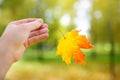 Close up view of female hand holding with red and yellow fallen leaf of maple in autumn park. Beautiful nature Royalty Free Stock Photo