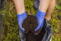 Close up view of female hands in blue gloves holding potting soil. Royalty Free Stock Photo