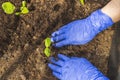 Close up view of female hands in blue gloves planting out cucumber seedlings to greenhouse. Royalty Free Stock Photo