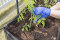 Close up view of female hands in blue gloves planting tomato seedling in greenhouse. Royalty Free Stock Photo