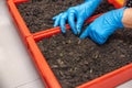 Close-up view of female hands in blue rubber gloves planting tomato seedlings in a box with soil. Royalty Free Stock Photo