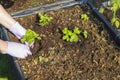 Close up view of female hands in gloves working with strawberry plants in pallet collar raised bed. Gardening concept. Royalty Free Stock Photo