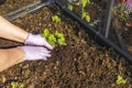 Close up view of female hands in gloves working with strawberry plants in pallet collar raised bed. Gardening concept. Royalty Free Stock Photo