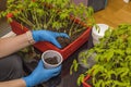 Close up view of female hands holding seedling young tomato plants. Royalty Free Stock Photo