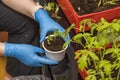 Close up view of female hands holding young tomato plants. Royalty Free Stock Photo