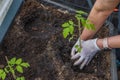 Close up view of female hands planting tomato seedlings on garden bed in greenhouse. Royalty Free Stock Photo